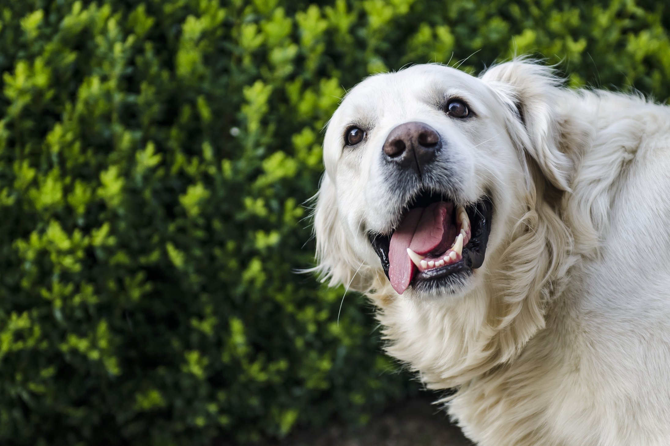 Golden Retriever Outdoors