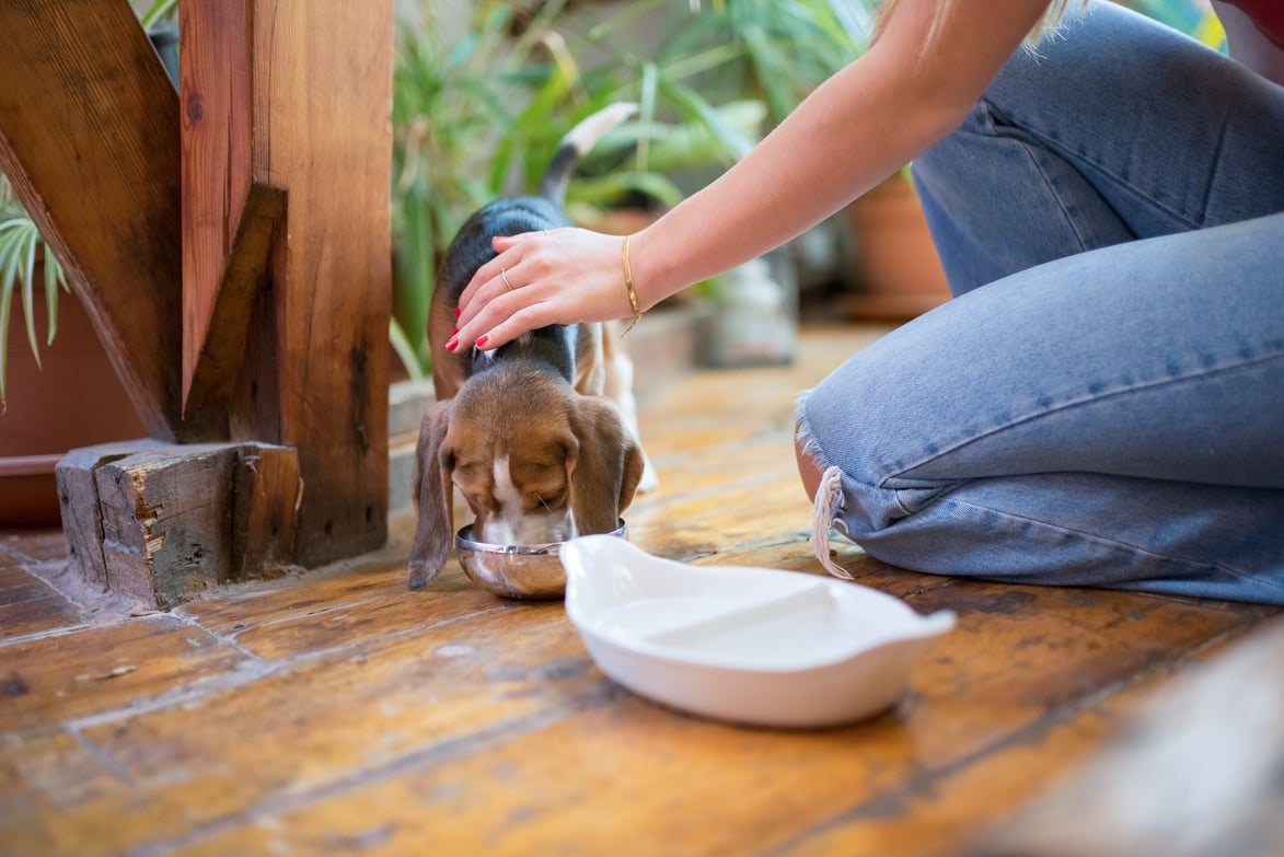 Woman Sitting Petting a Dog 